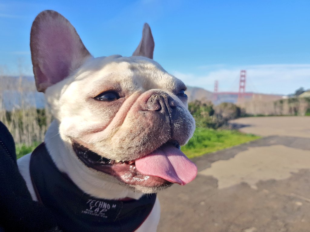 my happy puppy in front of golden gate bridge