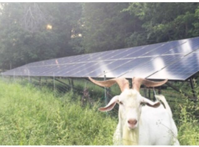 MOMsOrganicMrkt's tweet photo. Those solar goats @LittleSeedFarm are at it again - check out the new goodies in #Rockville 🐐🐐🐐 https://t.co/pptxZULepl