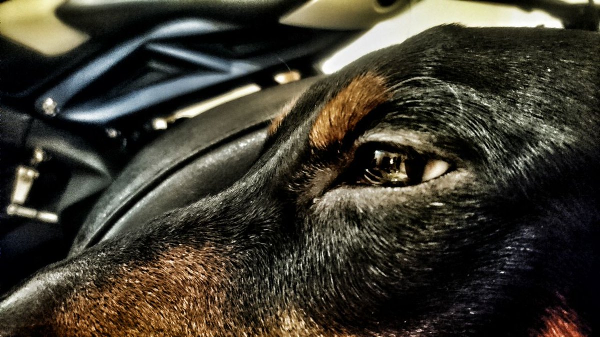 Ludwik C. Siadlak  (@ludwikc) on Twitter photo 