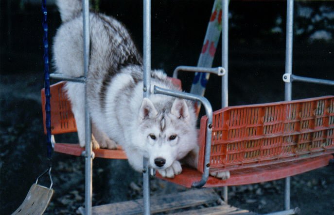 Casey at 4 months of age loving the basket swing!  #BestAtHomeContest