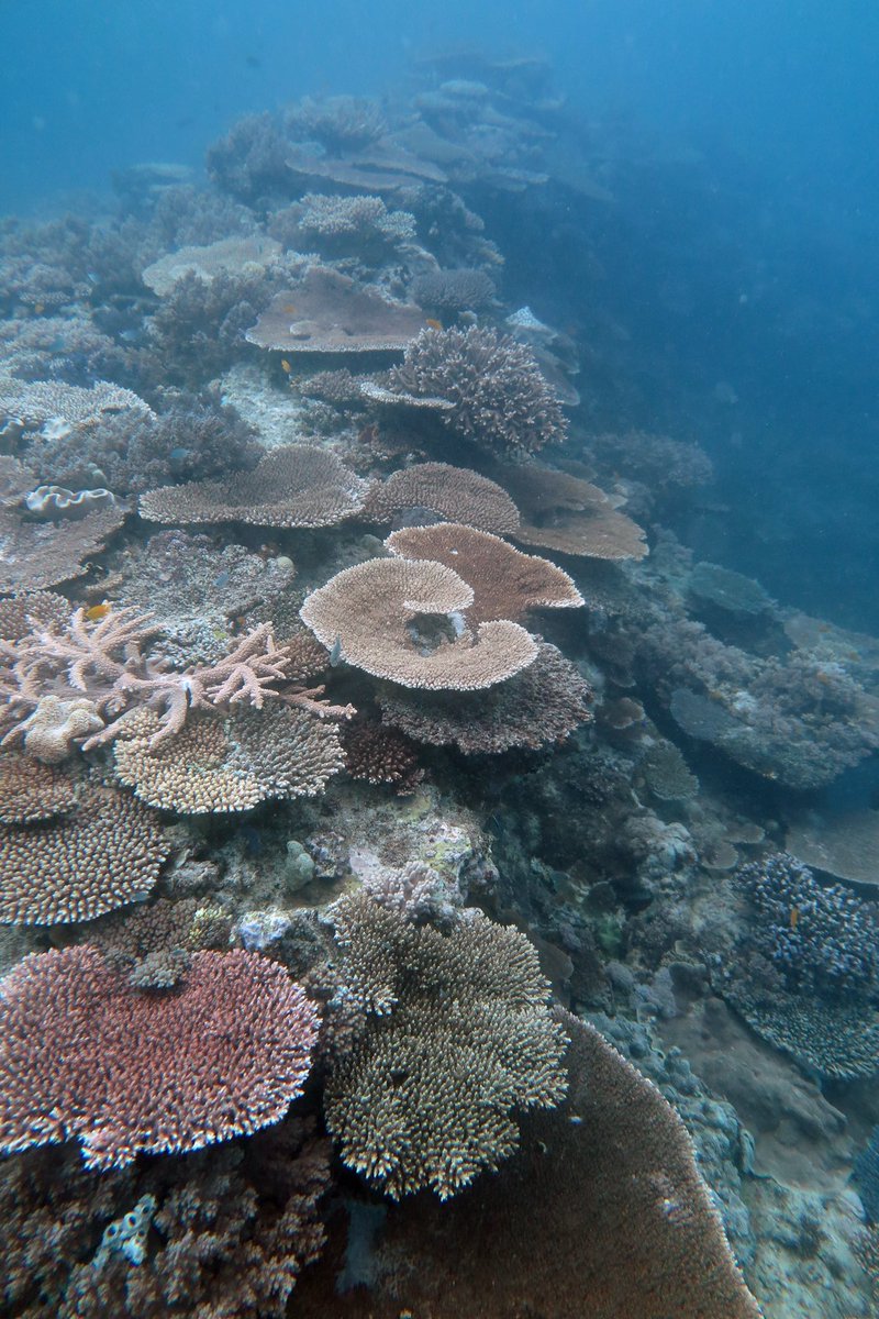 No one told the southern GBR that there is a coral crisis! One Tree Island @ 12 to 20m @CoralCoE