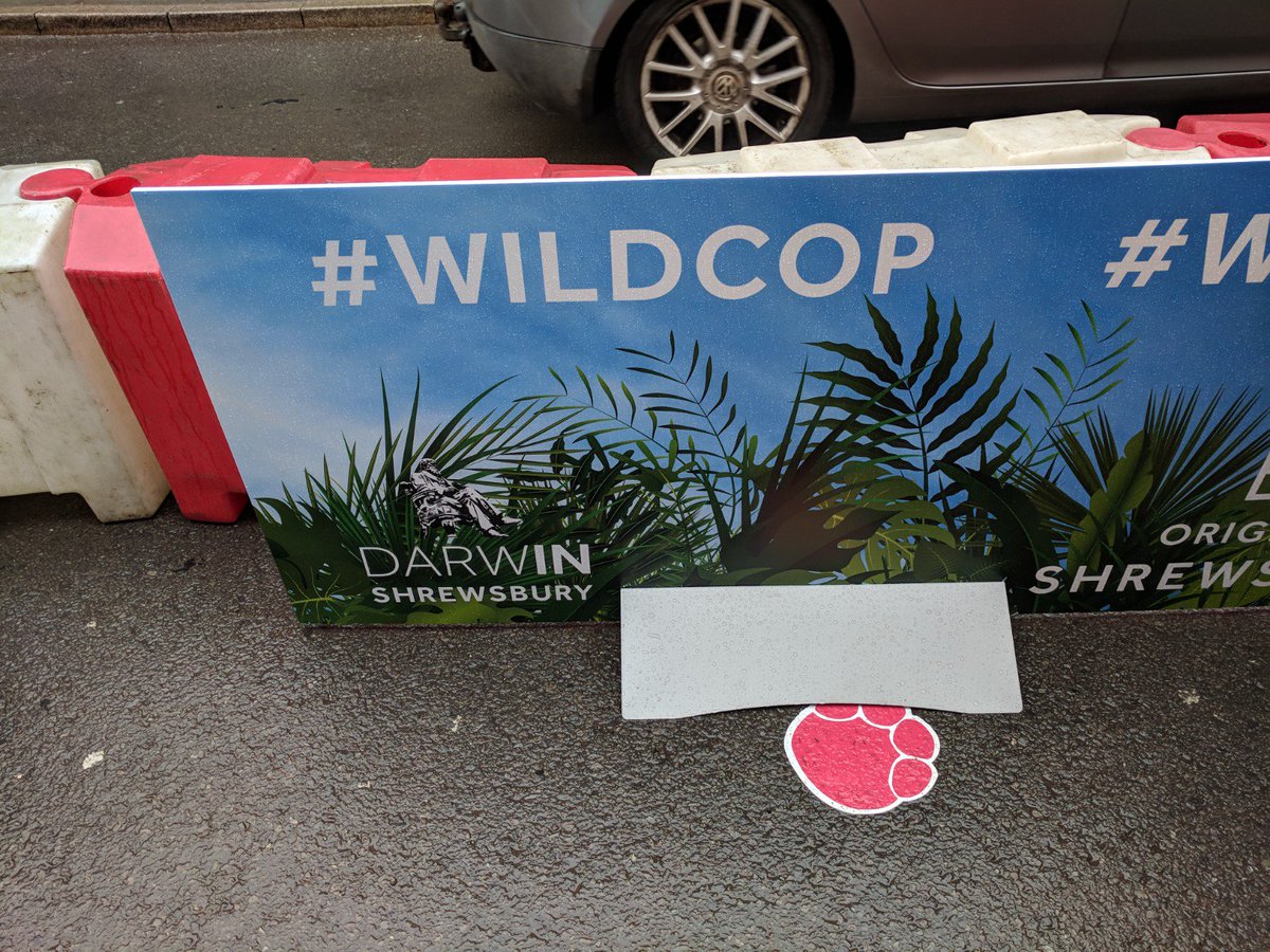 ShrewsburyHour's tweet image. Have you seen #WildCop during the improvement works on Wyle Cop in #shrewsbury by @OriginalShrews #SWTSelfie #bear