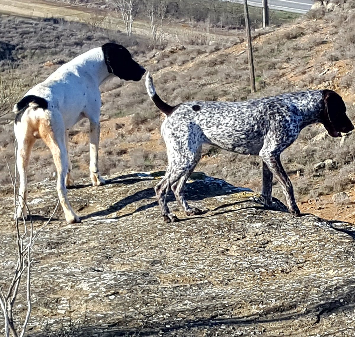 Alberto Martinez (@dogbrac) on Twitter photo 