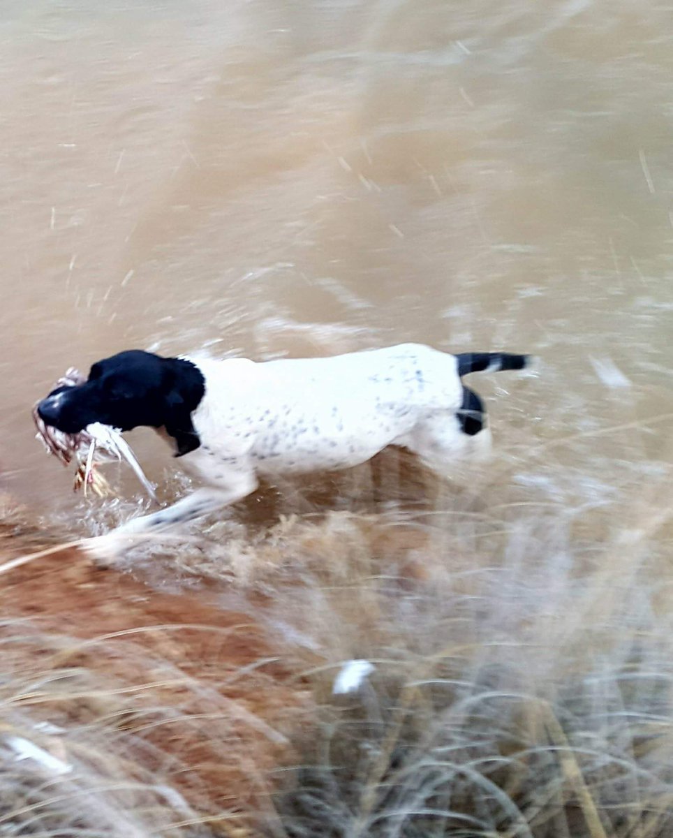 Alberto Martinez (@dogbrac) on Twitter photo 