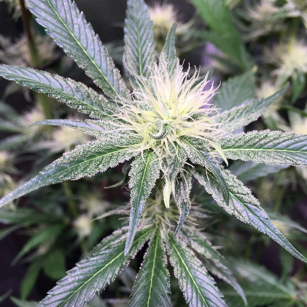 CrecerGreenLabs's tweet photo. The Dutchess looking royal👑!!!
#CrecerGreenLabs #CrecerConsulting #TheMedicineClub #TheDutchess #weedporn #dank #crip #cannabisgenetics #marijuana #puregas #topshelp https://t.co/6uMPvBQt17