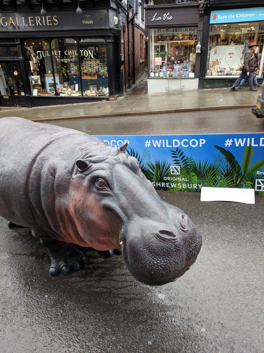 ShrewsburyHour's tweet photo. Have you seen #WildCop during the improvement works on Wyle Cop in #shrewsbury by @OriginalShrews #SWTSelfie #hippo https://t.co/q2TpUO0xRl