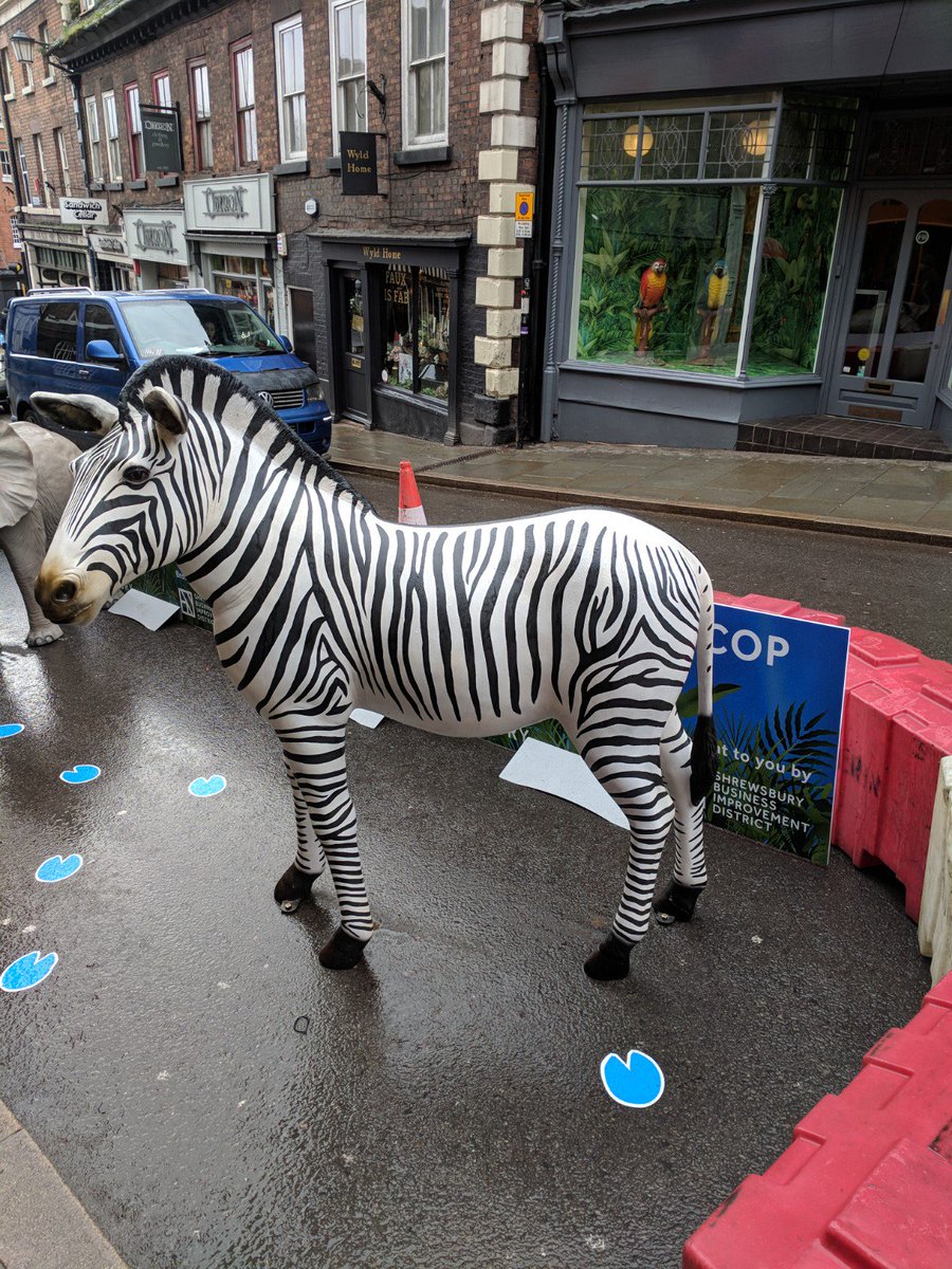 ShrewsburyHour's tweet image. Have you seen #WildCop during the improvement works on Wyle Cop in #shrewsbury by @OriginalShrews #SWTSelfie #zebra