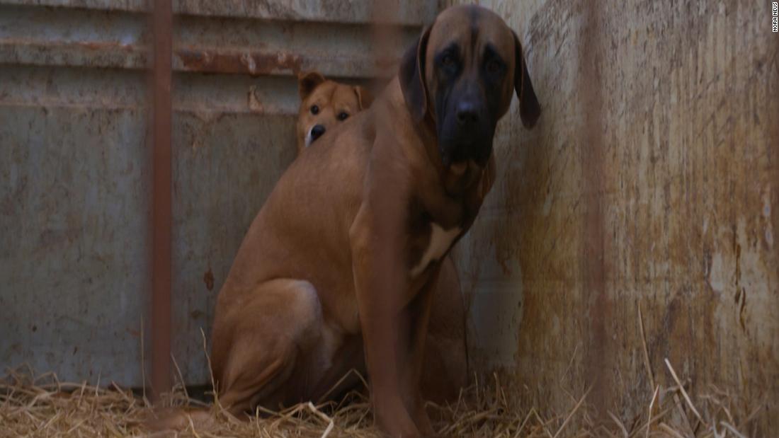 CNN's tweet image. In the shadow of the Olympics, a brutal trade in dog meat cnn.it/2C9Z3wc (via @CNNOpinion)