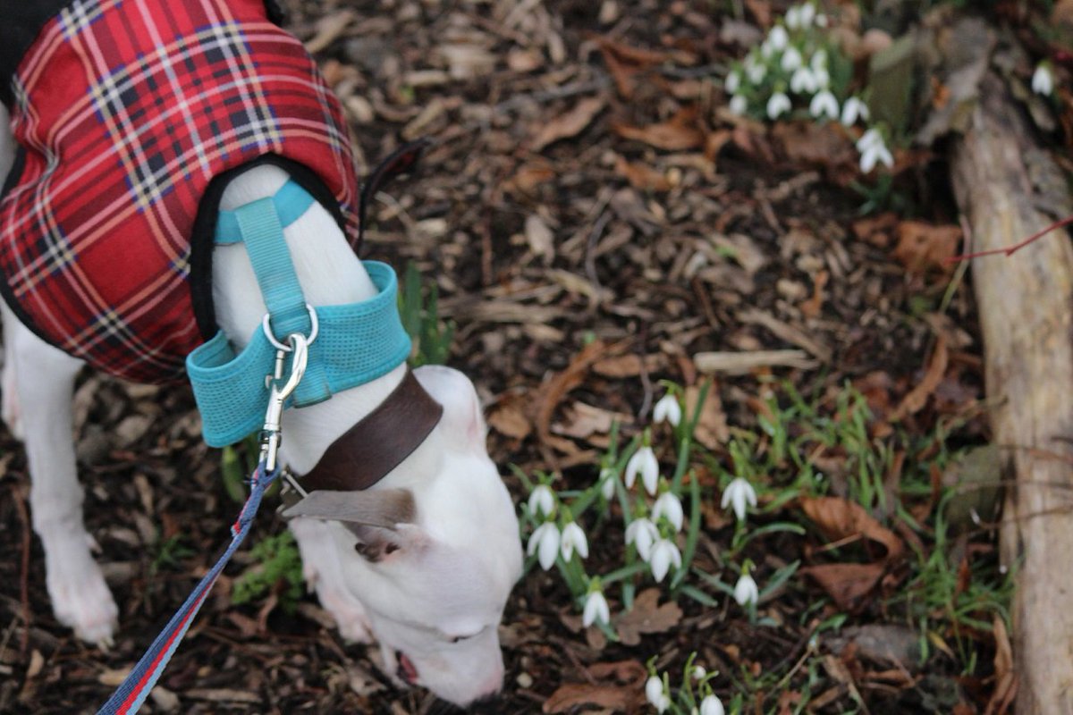 Wattonlib's tweet image. #rumminwhippet This week he visited @OxburghHallNT to see the lovely snowdrops, which are well worth a visit.  #rumminwhippet was disappointed he couldn't eat the flowers but the lovely cake in the cafe made up for it.  For places to visit  in Norfolk ow.ly/AIBX30ikcds