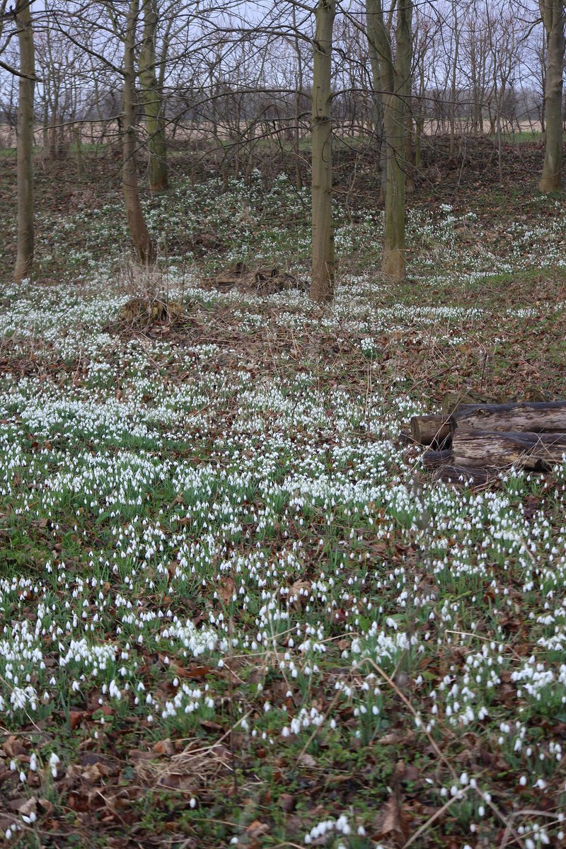 Wattonlib's tweet image. #rumminwhippet This week he visited @OxburghHallNT to see the lovely snowdrops, which are well worth a visit.  #rumminwhippet was disappointed he couldn't eat the flowers but the lovely cake in the cafe made up for it.  For places to visit  in Norfolk ow.ly/AIBX30ikcds