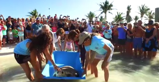 CBSSoutheast's tweet image. GREAT VIDEO: A young loggerhead sea turtle named Booga was released into the ocean in the Florida Keys. He was rescued by a commercial fishing boat crew in September after they spotted the turtle tangled in a fishing trap line. (HANDOUT) SAT0064