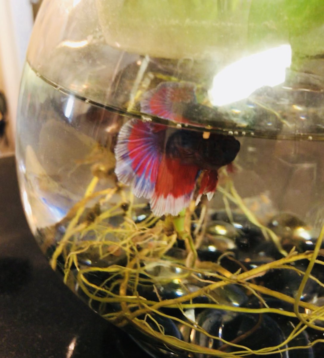 sickofleftists's tweet photo. @POTUS @realDonaldTrump My daughter picked out her new fish because it was red, white, and blue and said she wanted to name it Donald Trump! 😉 https://t.co/jQl7bCsVpr