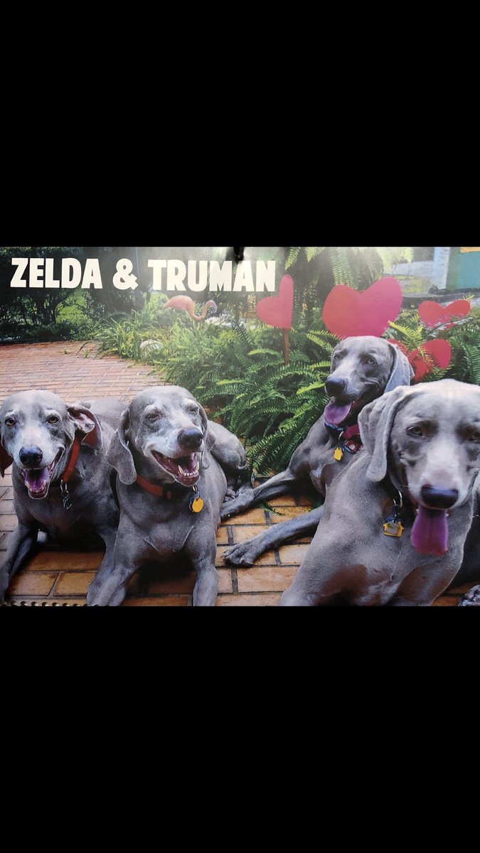 LOUWeimRescue's tweet photo. #February #CalendarFeature.  #weims #adoptdontshop https://t.co/erPttYVoTf