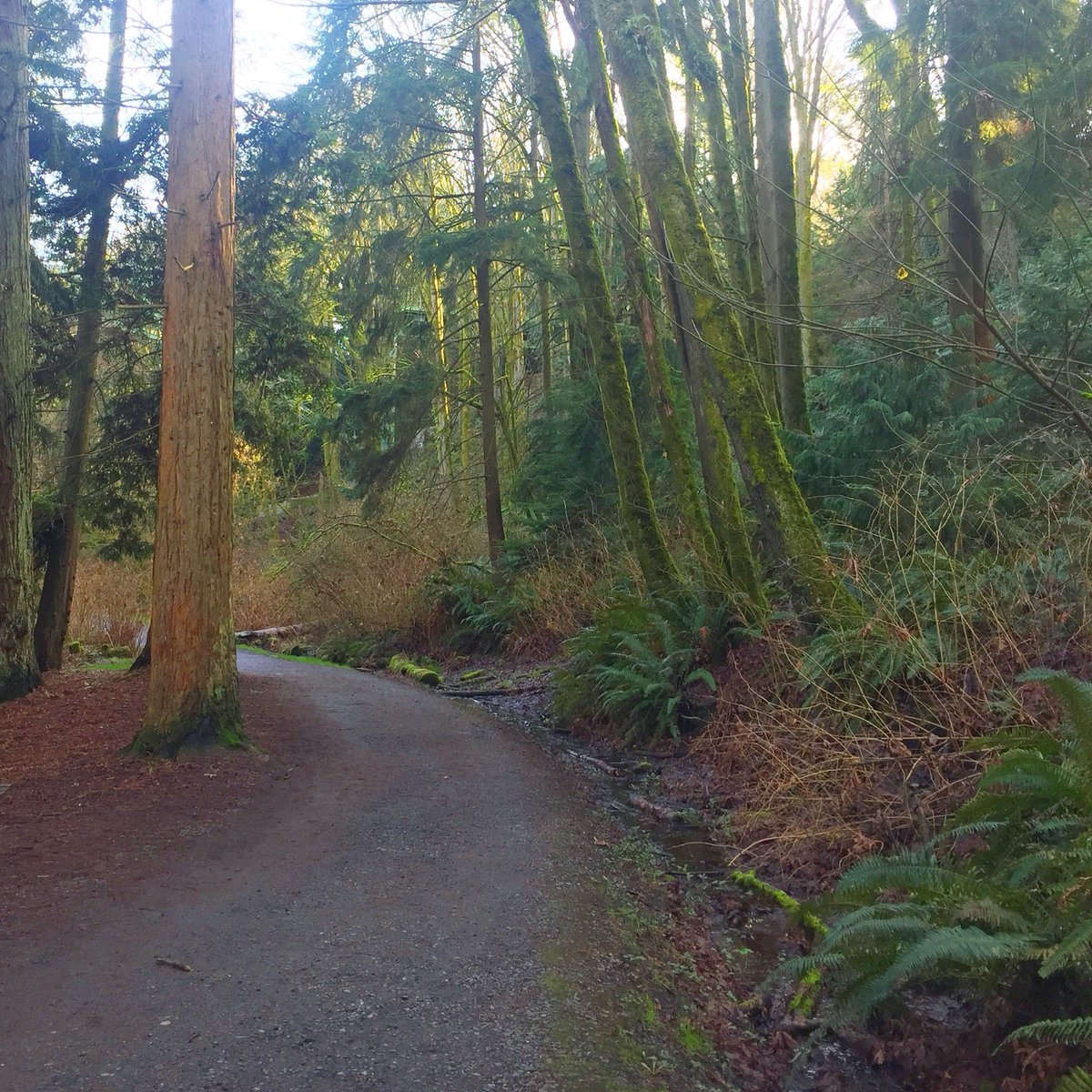 CourtStrand's tweet photo. #TrailRunning #LeftCoastRunners #CourtRuns #Seattle https://t.co/eIKf88O4UI