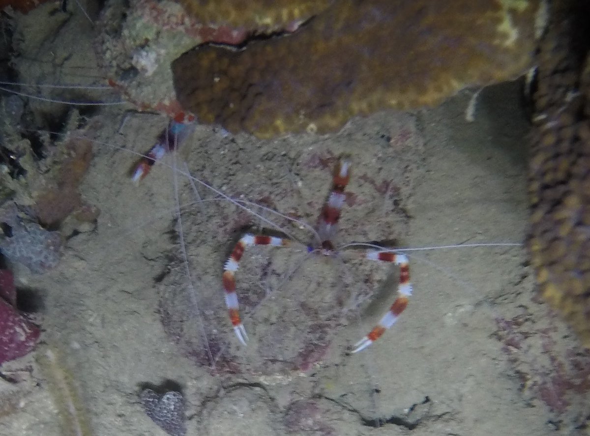 marissa_varade's tweet photo. Came across these banded shrimp on a dive last night. These nocturnal feeders are considered cleaner shrimp because they get their meals by picking parasites off of fish. Not a bad deal for either party! #3Cs36 https://t.co/rw2MDSw4PX