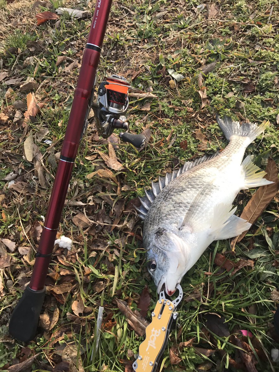 ローレル 黒鯛落とし込みヘチ釣りdo この下品なあたり方は ハイパー前打ち ケツ赤