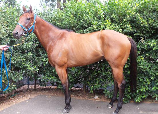 Ourhorsesfly's tweet photo. Tonto lines up for his 2nd race start today #bathurstracetrack #gregryan aboard. Good luck to all connections @bjornbakerracing #indianstar #ourhorsesfly https://t.co/TiFbJHM70i