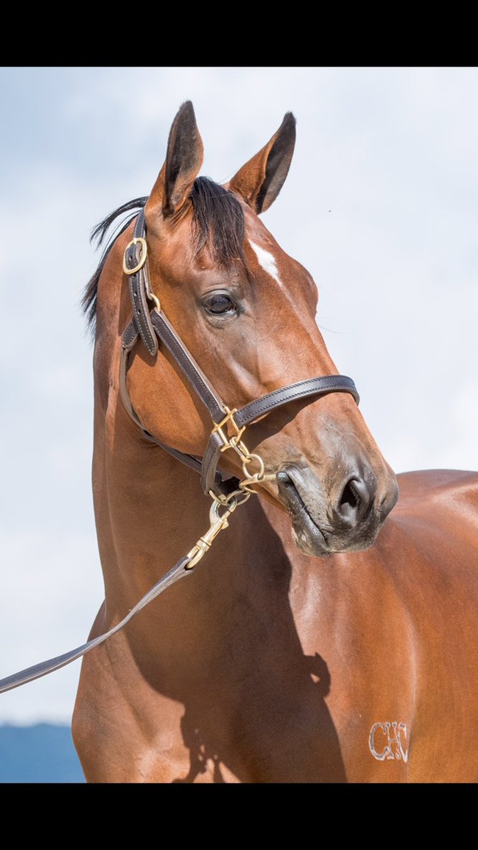 Waterfordtas's tweet photo. Here she is Lot 55 Written Tycoon x Honey Flower Filly selling it the “Best Returning Yearling Sale in the Country” #buytasmanian #buytas #kelato #prydes #writtentycoon @mmsnippets @Woodside_Park  @matt @FastTrackPhotog  https://t.co/t6zfUatveO https://t.co/FfdIbKoXtD