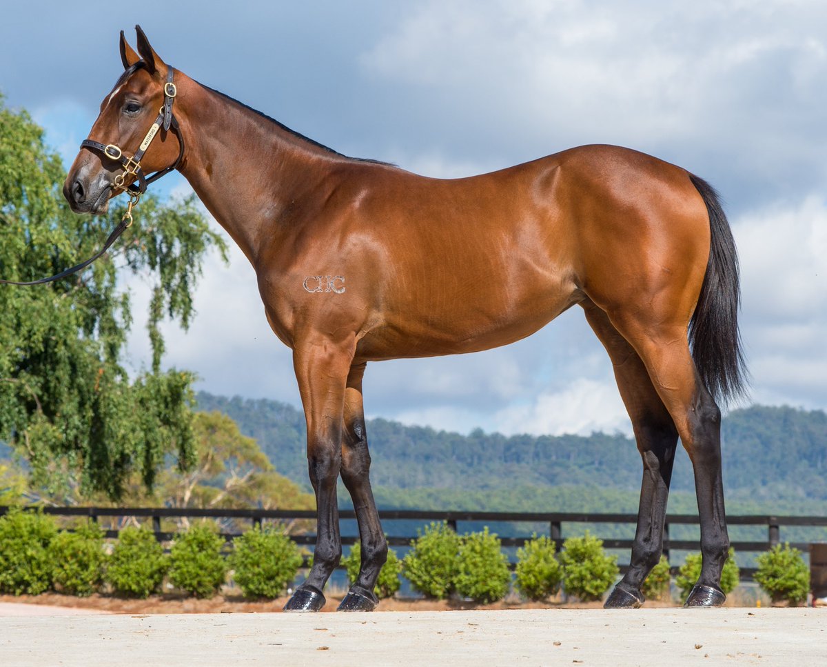 Waterfordtas's tweet photo. Here she is Lot 55 Written Tycoon x Honey Flower Filly selling it the “Best Returning Yearling Sale in the Country” #buytasmanian #buytas #kelato #prydes #writtentycoon @mmsnippets @Woodside_Park  @matt @FastTrackPhotog  https://t.co/t6zfUatveO https://t.co/FfdIbKoXtD