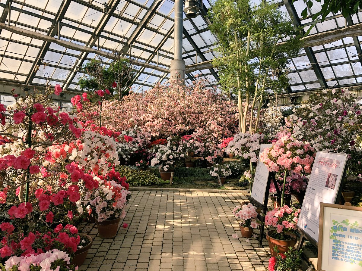 ট ইট র ぐんまフラワーパーク アザレア展いよいよ明日 2月12日 まで お見逃しなく ぐんまフラワーパーク アザレア 温室 見頃の花 ট ইট র ぐんまフラワーパーク アザレア展いよいよ明日 2月12日 まで お見逃しなく ぐんまフラワーパーク アザレア 温室 見頃の花