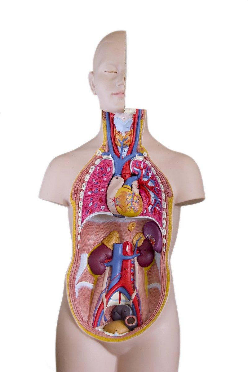 RogerBezanis's tweet photo. Detoxification is why the
body heals from ALL disease.

Our Immune System IS the finest
detox machine on Earth.

—And, we all have one.

So why do we get ill?

Viruses? Germs? Bacteria? Genes?

No, we learned to poison ourselves
so efficiently, our Immune System
can't keep up! https://t.co/baucUJAm2S
