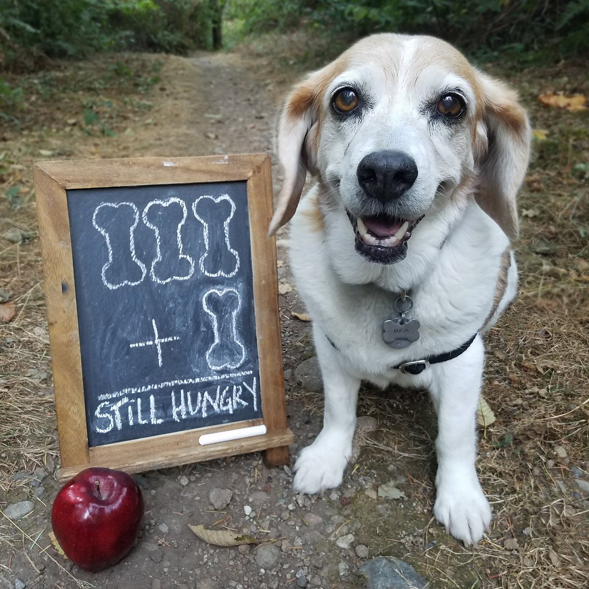 FlurryandBea's tweet photo. @jeffreyremick @dog_rates She is very busy. https://t.co/XqXx768rzY