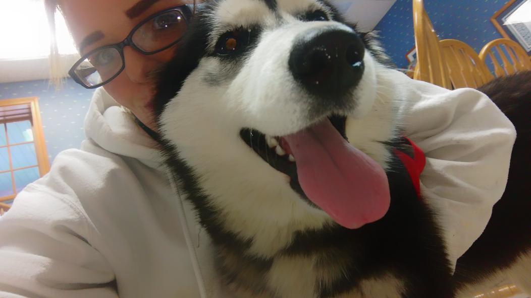 MsGrayless_88's tweet photo. Selfies with my La Vie Est Belle aka Lala #FullBlooded #SiberianHusky https://t.co/T3zN4cILyW