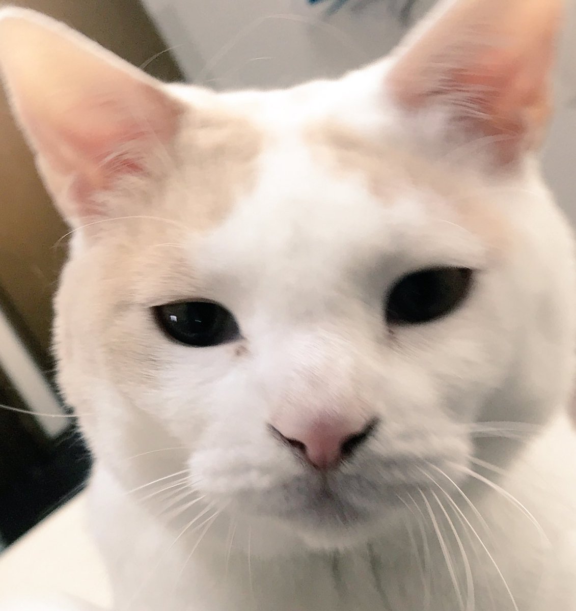 cat_busu's tweet photo. どっかで見たことある顔だと思ったら、アベンジャーズでロキに心支配された時のホークアイの目や
#わかる人にわかれ https://t.co/cutbSOFnxz