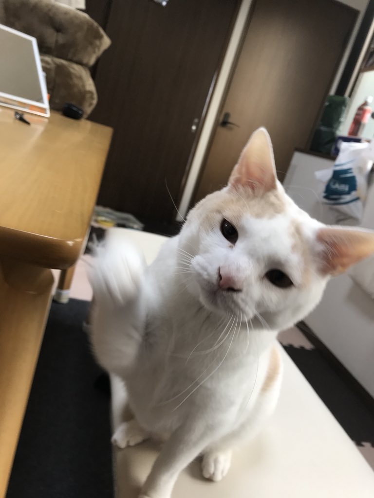 cat_busu's tweet photo. 飼い主を前に渋い顔で攻撃を仕掛けてくる https://t.co/a6bCxYdovS