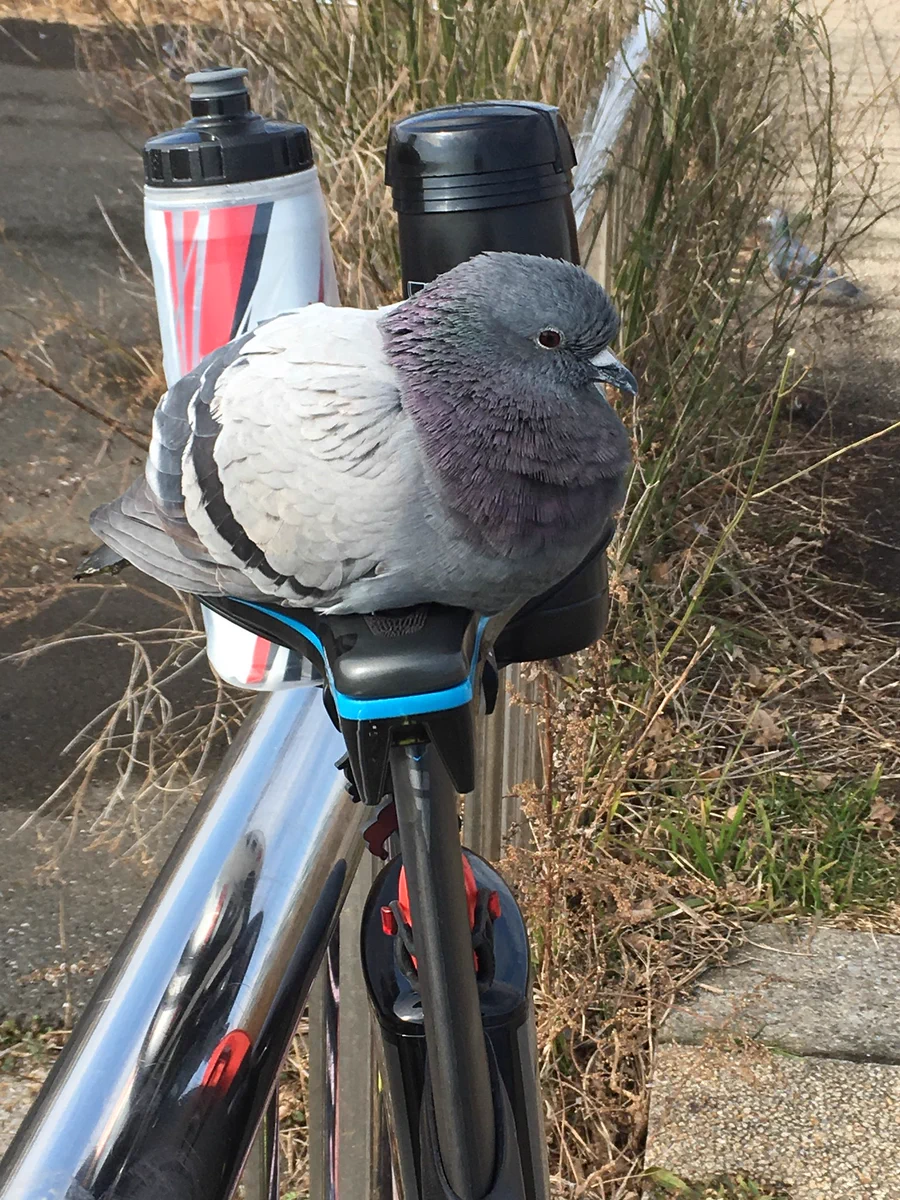 警戒心なさ過ぎでしょww目を離した隙にサドルに座っちゃう鳩が可愛すぎるww