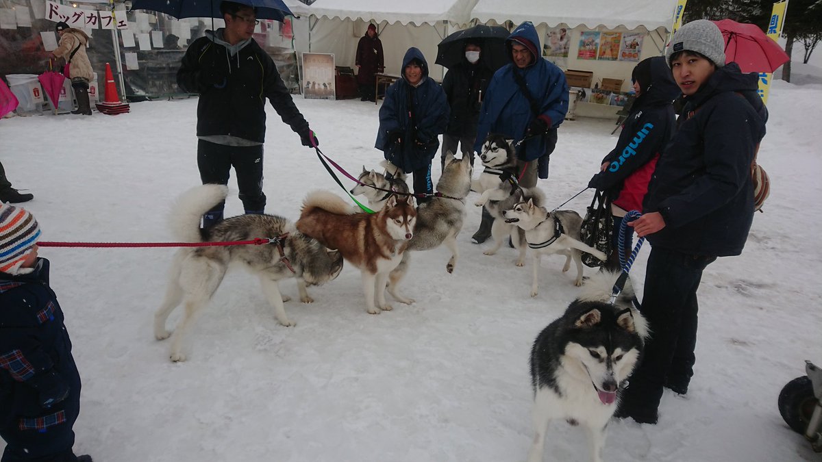 雪とモフモフの犬達の祭り『犬っこまつり2018』（秋田県湯沢市） (2ページ目) Togetter