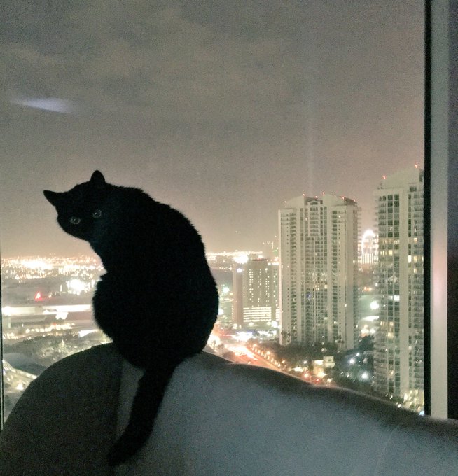 I fell asleep so I&rsquo;m running late 😅 Here&rsquo;s some Vegas pussy to make up for it @fancyfeastLover https://t<a href="/tag/onmfc"class="tags"><span>#onmfc</span></a>