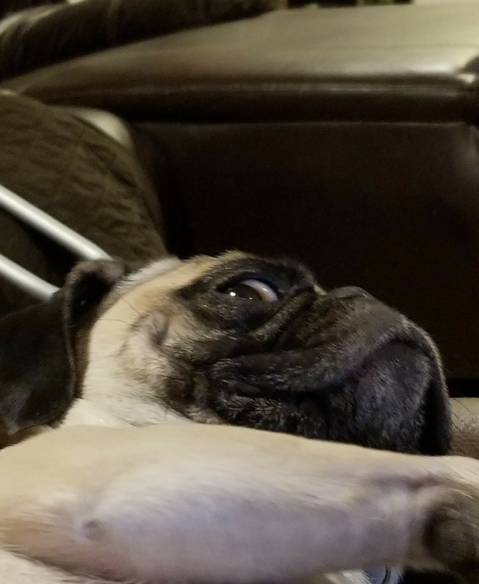 feelinfeisty's tweet photo. #puglife #pugs #puglove #pugchat #happy #smile https://t.co/DkZJryUn5G