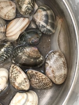 あさりの砂抜きをお湯で時短 時間と温度や簡単なコツを紹介 お食事ウェブマガジン グルメノート