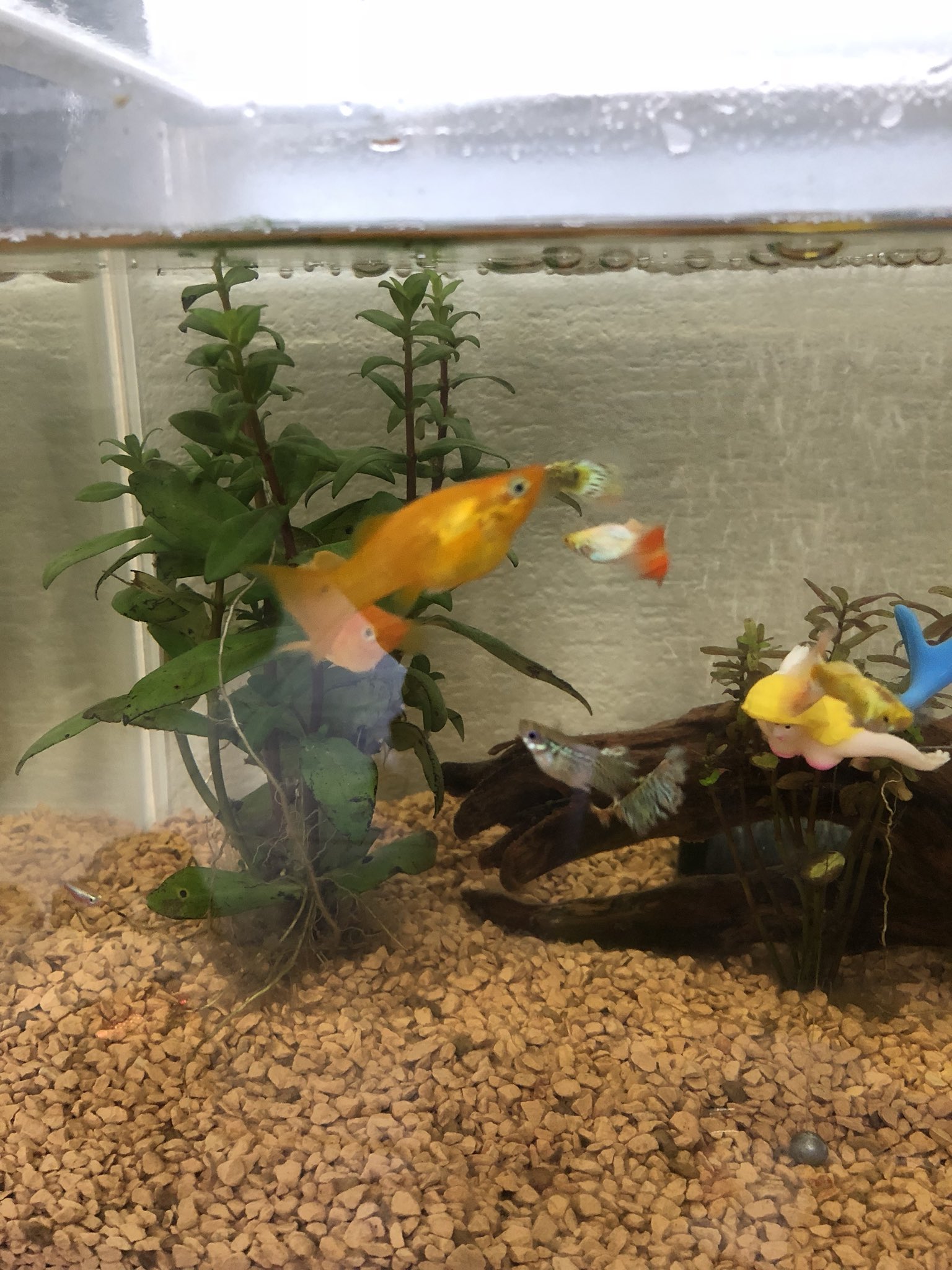 Shinichiro モーリーを飼い始めて数日経ちました なんだか一匹だけお腹がおっきくなってる 妊娠 あとオスメスの区別がイマイチわからない だれか教えて 熱帯魚 モーリー T Co 0pk1xsu0wo Twitter