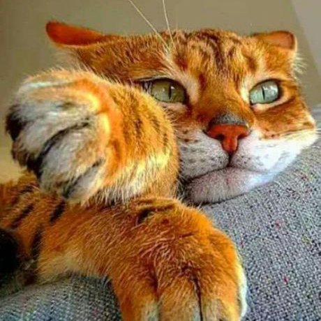 ForestBunnyShop's tweet photo. Deep thoughts
Follow us for more photos  😺
Thank You! ♥️
________________________________________
#kitties #cutekittens #kittensleep #aww #cutecats #littlekitty #kittens #catsandkittens #catlover #catowner #catlovers #cataddict #lovemycats #cuteness #dailycat #catfeatures #c https://t.co/73MCcfWB8Q