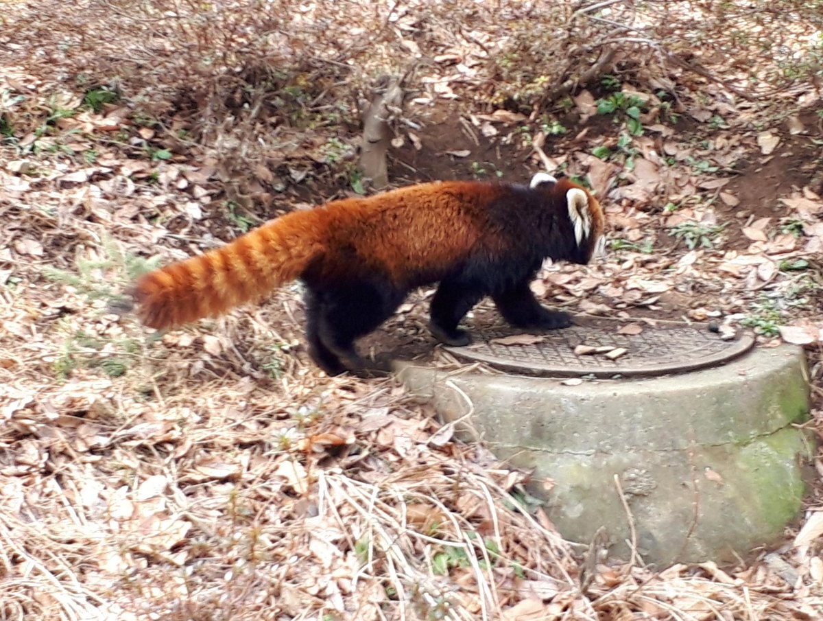 めしたろう 千葉市動物公園めぐり 千葉市動物公園を一躍有名にした動物 レッサーパンダ しかし風太くんブームって２００５年だったと １３年前かよ おじさんびっくりだよ 多分来てるチビッコみんなブーム当時生まれてないよ ガードレールの