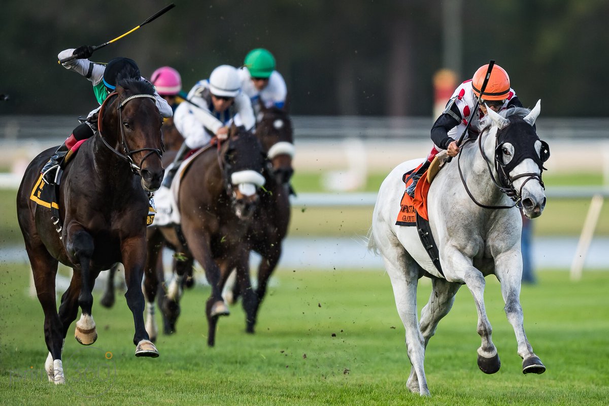 DougDeFelice's tweet photo. A few more of World Approval, ridden by @ljlmvel and trained by Mark Casse, and winner of the Tampa Bay Stakes @TampaBayDownsFL . Hopefully the two jockeys who went down during the race are doing ok, my thoughts and prayers go out to them! #WorldApproval #horse #horseracing 🙏🏼 https://t.co/jt6VPJb4yH