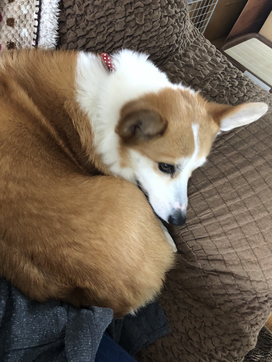 犬のオナラ 犬のオナラ