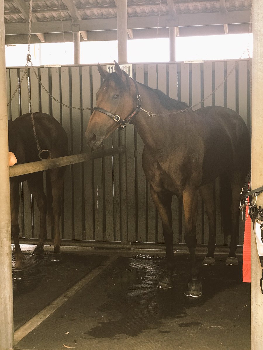 TheValley_Vixen's tweet photo. Well hello old friend, fancy seeing you here ☺️
#LongTimeNoSee #Bullpit #SunshineState #SCTurfClub☀️ https://t.co/H2MkKvXYOW