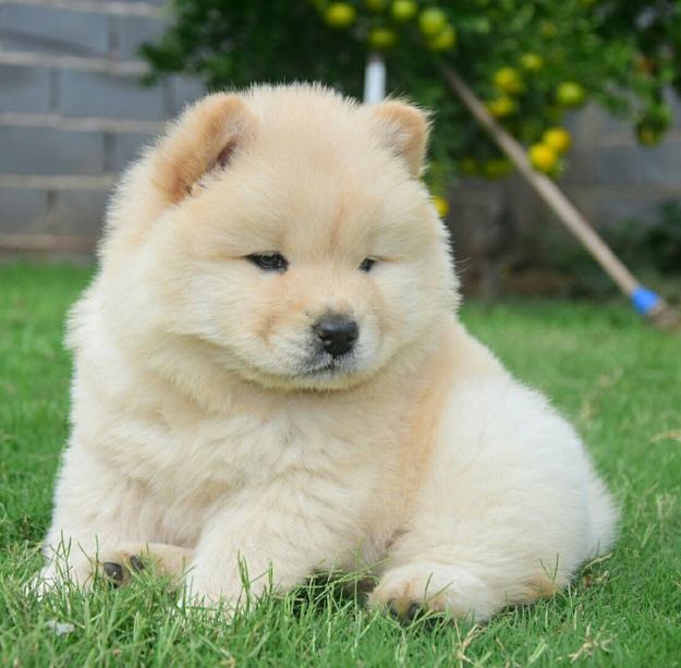 janiceliuart's tweet photo. I'm drawing an illustration for Year of the Dog and... did you all know that this is what chow chow puppies look like https://t.co/kYTeIRld1x