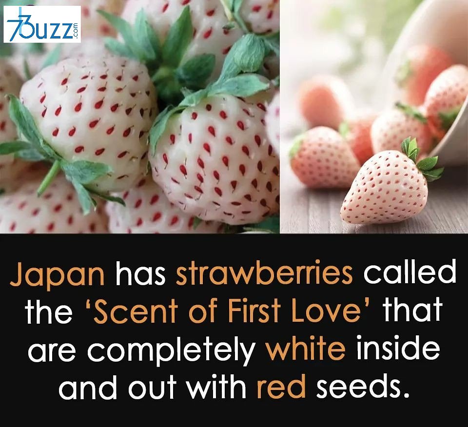 73buzz_news's tweet photo. Wow😍😍
#fact #amazingfact #FactsMatter #factforlife #japan #white #red #health #healthylife #viral  #73buzz_news #steawberry #whitestrawberry #fruit #SundayVibes😇 #SundayFunday https://t.co/724CsiP6uw