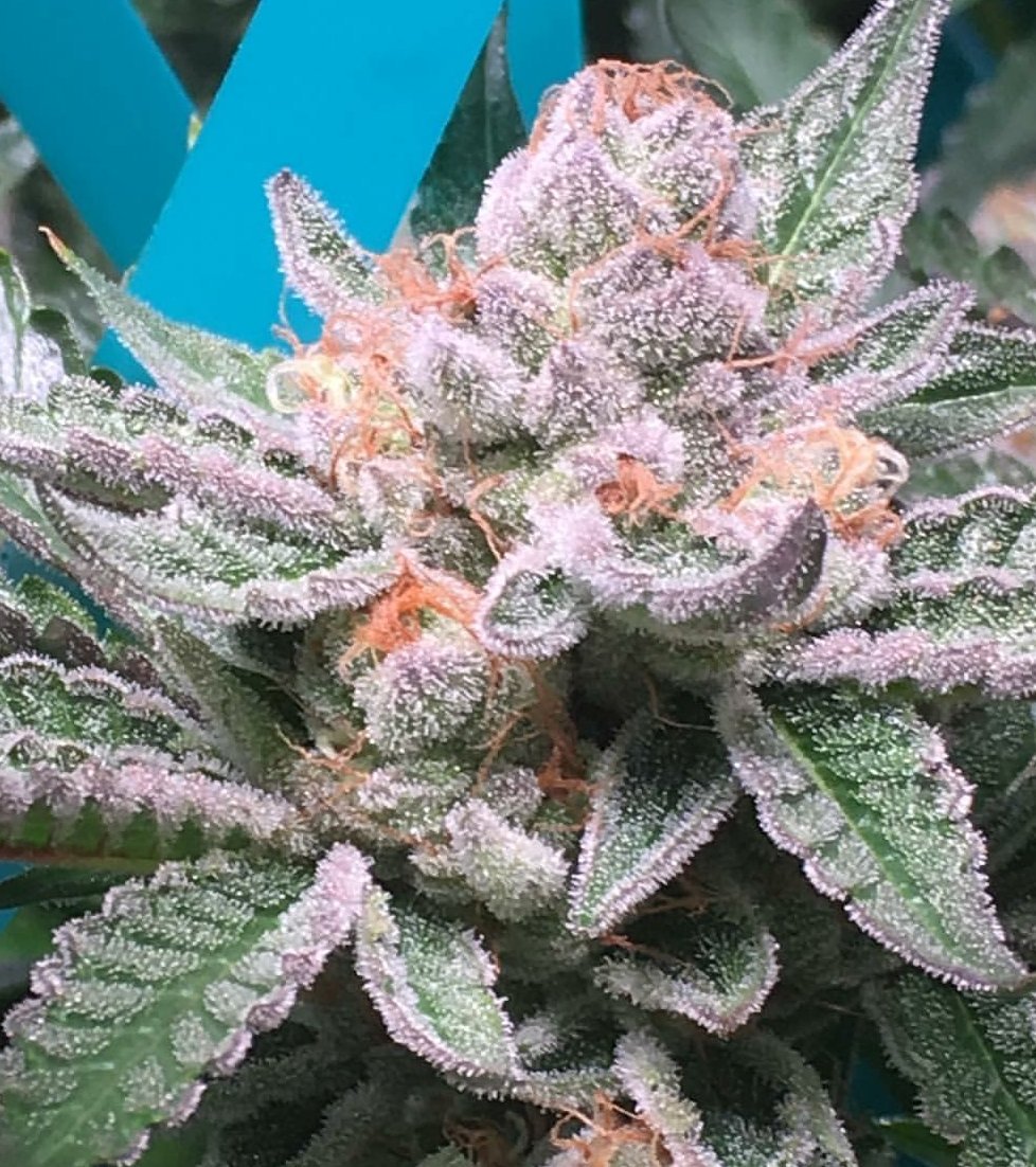 CrecerGreenLabs's tweet photo. #Purple💜Passion as sugary as frosted donut🍩!!!
#TheMedicineClub #CrecerGreenLabs #CrecerConsulting #weedporn #Topshelp #cannabisgenetics #dank #crip #marijuana #cannabis #tricomes #frostybud #mj https://t.co/SUdLukpFX4
