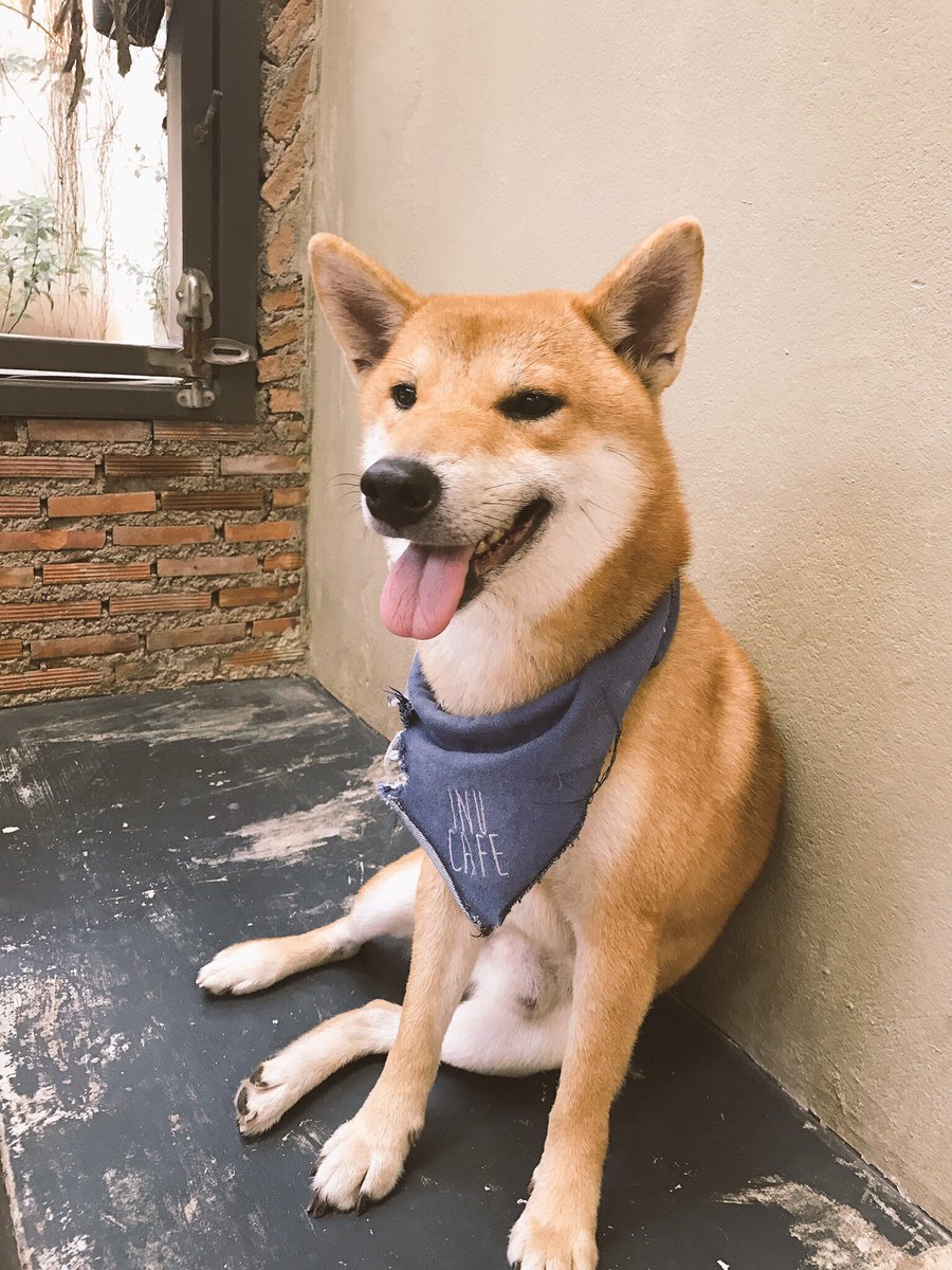 04sfaii's tweet photo. #inucafe อินุ คาเฟ่ หัวหินดีงาม��ากกกกกก น้องหมาน่ารักใจดีรู้งาน อาหารรสชาติดี ราคามาตรฐานคาเฟ่สัตว์เลี้ยง ไม่มีรถก็ไปได้ พิกัดแถวซอยหัวหิน57 #huahin #หัวหิน #เที่ยวไทย #ReviewThailand https://t.co/6rXEKyFmjW