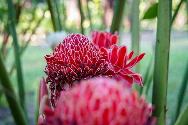 B L O S S O M II
.
.
#naturelover #nature #blossom #thai #thailand #kaolak #travel #exploring #fauna #discoverearth #travelphoto #travelworld #keepexploring #gramslayers #agameoftones #optoutside #discoverearth #globe_travel #theglobewanderer #roamthepla… ift.tt/2BQuwIb