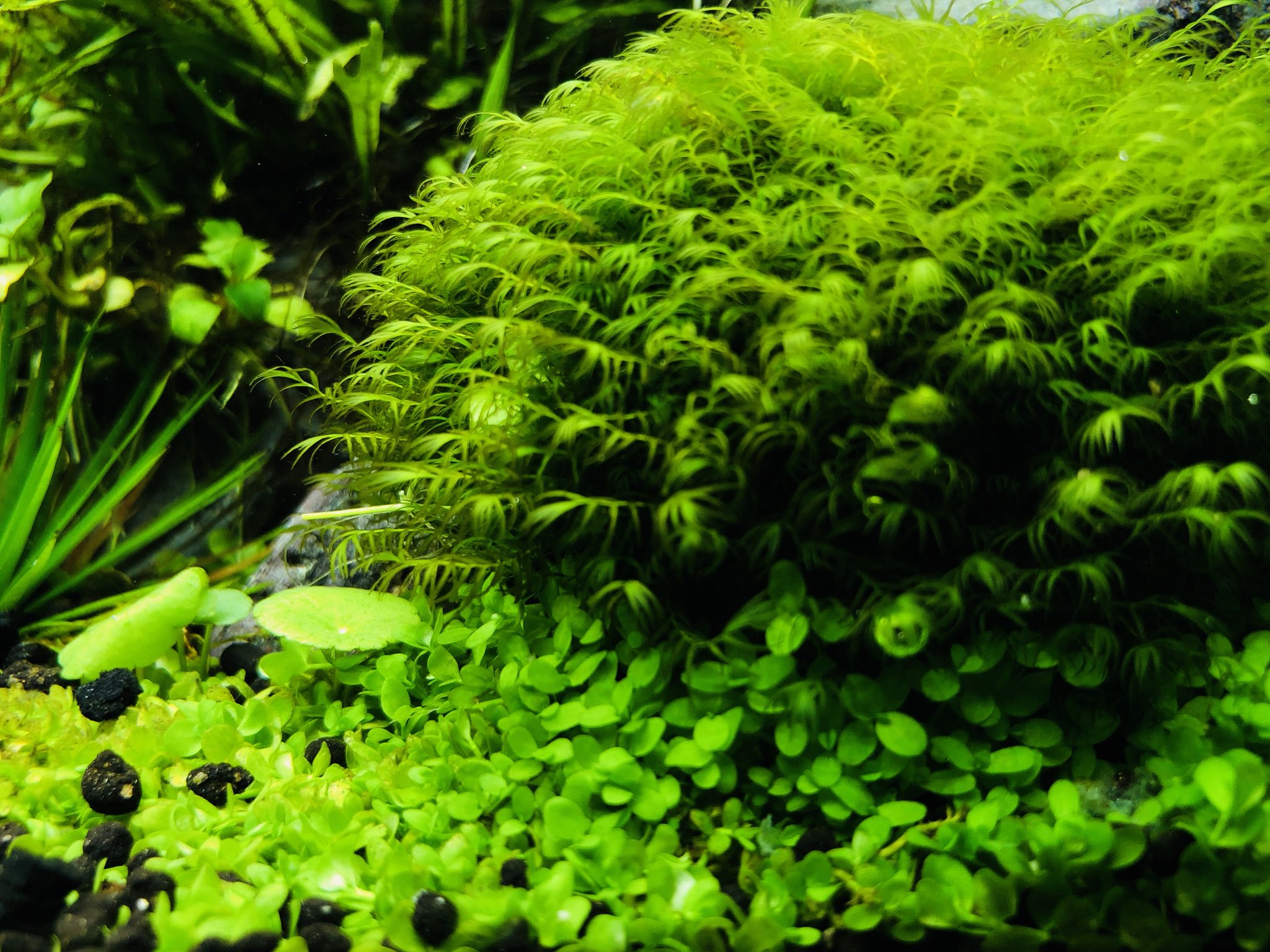 アクアリスト3世 ニューラージパールグラスとウォーターフェザーが一体化仕掛けて盛り上がってるところ良き あとパールグラス とルドヴィジアスーパーレッドをトリミングして丘に段差ができた 笑 ロタラ群も一緒にトリミングしたいけど切ったあとコケ