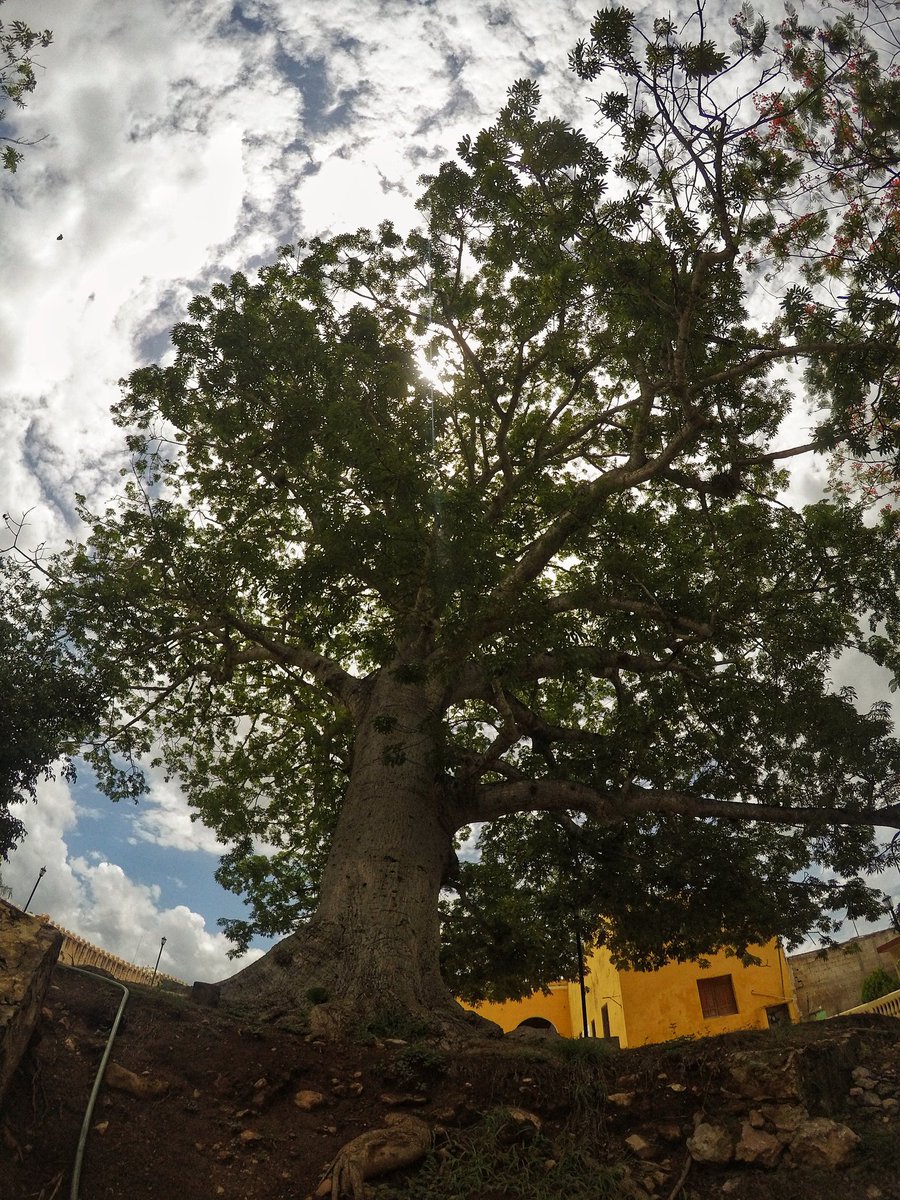 edificiosmayas's tweet photo. Este es el árbol de donde dicen que se aparece la Xtabay, se llama ceiba, es enorme y aquí en Yucatán hay muchisimos! @Cuauhtemoc_1521 retomando y sumando de tu interesante tuit sobre la diosa de la muerte. https://t.co/UXKxIskYCS