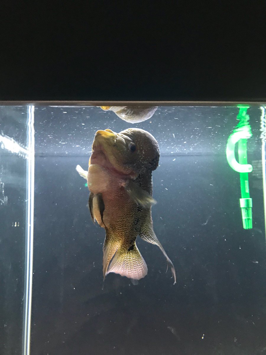 Mahnhee's tweet photo. Funny-head fish, flowerhorn (@ 63 Sea World in 서울특별시) https://t.co/AZWfk0tzxT https://t.co/jtYkv2VQxU