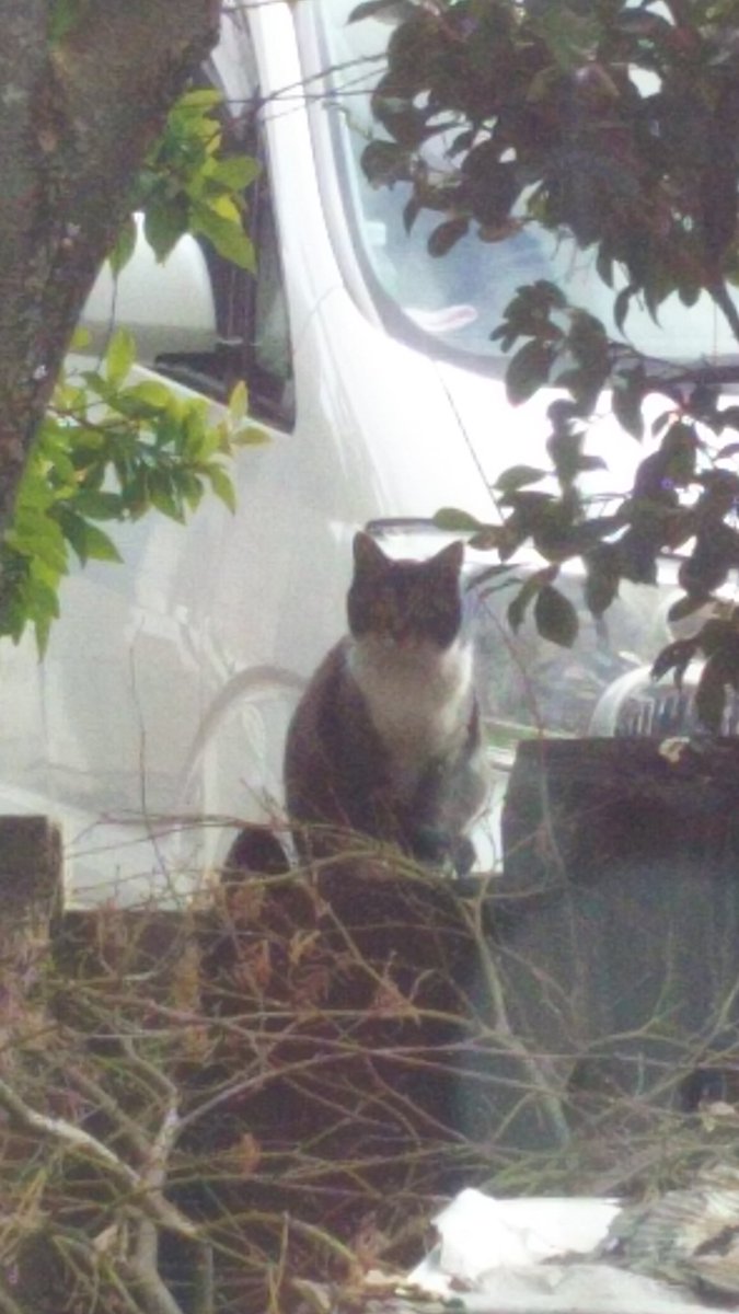 kotya_088's tweet photo. 実家でぐーたらしてたら、窓の向こうからにゃんこにガン見されてた🐱 https://t.co/rTpfgNwvte