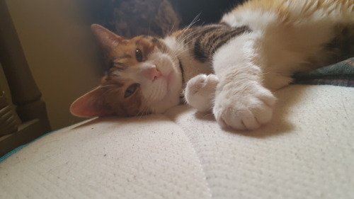 cutecatees's tweet photo. Awseome caturday t-shirts : https://t.co/MqYXa2JmVE #cats #cat #kitten #kitty #cutecat #cutecats #kittens #catsoftwtitter https://t.co/LHPS7CeyqE